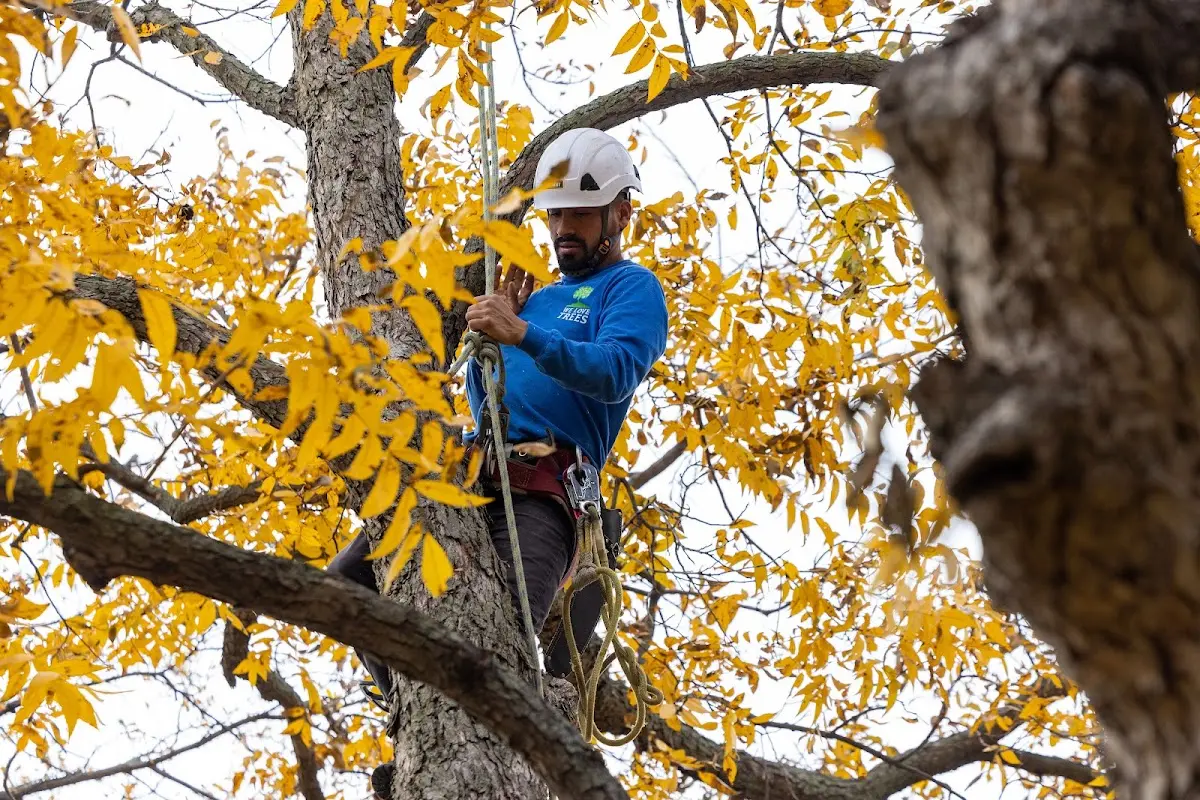 Skilled Dead Tree Removal crew working in Davenport